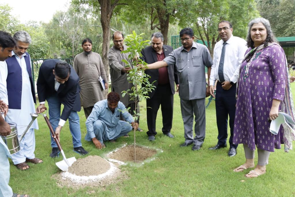 Climate action — sapling planting
